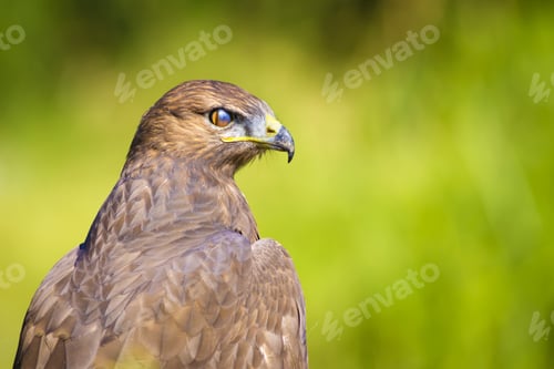 Preview: Bird Of Prey. Buzzard Portrait. Green Nature Background.