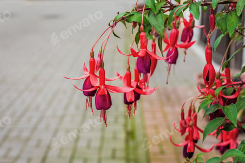 Preview: Beautiful Bush Fuchsia In The Garden, Fuchsia Flowers Blooming With Pink And Purple Petals In