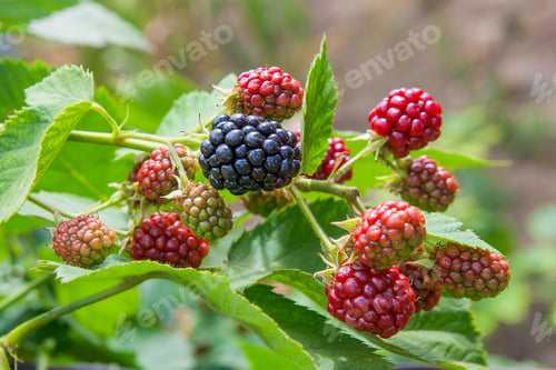 Preview: Red And Black Wild Blackberries Bushes And Branches On Green Leaves Background In The Garden. Close