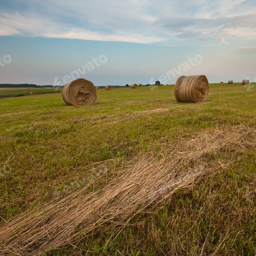 Preview: Cereal Fields At Sunset