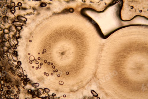 Preview: Onion Root Cells At The Microscope