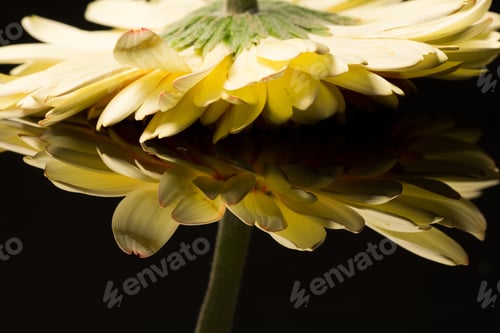Preview: Gerbera Jamesonii - Beautiful Flower With Macro Details