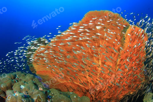 Preview: Coral And Fish Underwater In Ocean
