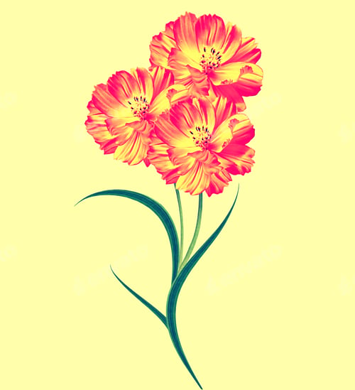 Preview: Cosmos Flowers Isolated On Yellow Background. Spring
