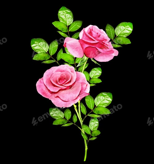Preview: Flower Buds Of Roses Isolated On Black Background