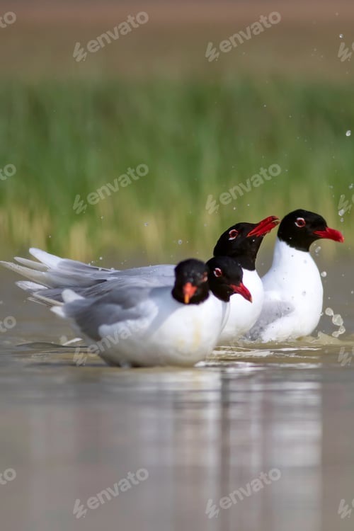Preview: White Gulls. Blue Green Nature Background. Bird: Mediterranean Gull. Ichthyaetus Melanocephalus.