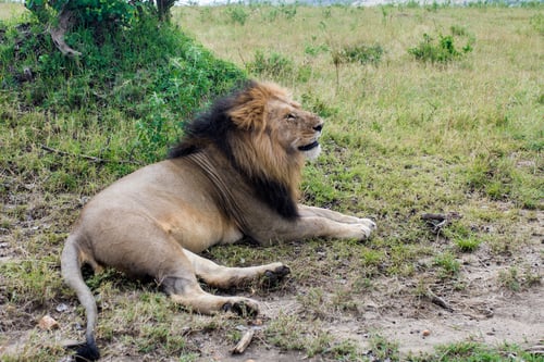Preview: Lion In The Maasai Mara National Park, Kenya