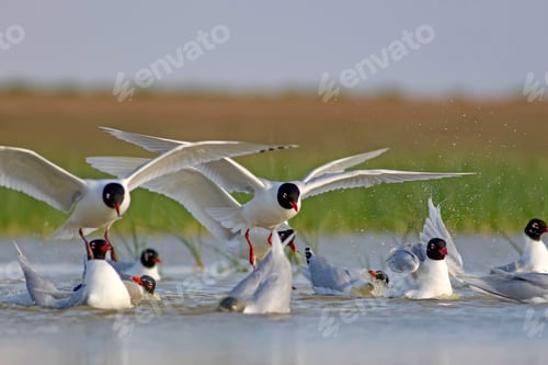 Preview: White Gulls. Blue Green Nature Background. Bird: Mediterranean Gull. Ichthyaetus Melanocephalus.
