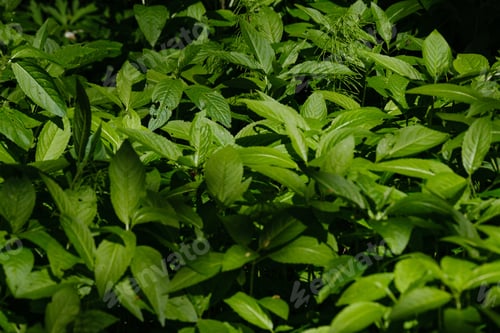 Preview: Beautiful Green Summer Plant Leaf On Dark Background With Sun Rays And Reflections