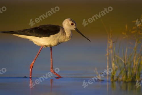 Preview: Water Bird. Colorful Nature Background. Bird: Black Winged Stilt. Himantopus Himantopus.
