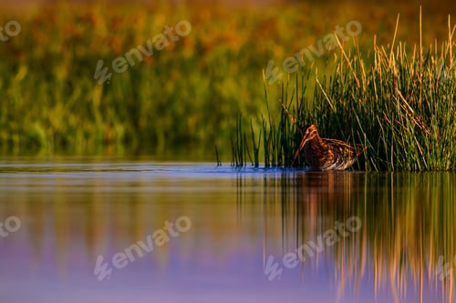 Preview: Cute Water Bird And Nature Background. Green, Yellow Nature Background. Water Reflection. Bird