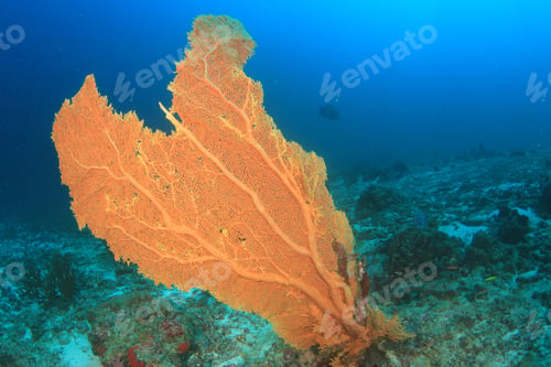 Preview: Coral And Tropical Fish On Underwater Ocean Reef