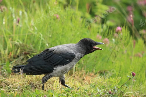 Preview: Grey Crow , Hooded Crow, Corvus Cornix Norway