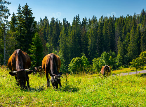Preview: Fat Cows Grazing On A Meadow Among The Spruce Forest. Lovely Rural Scenery Of Carpathian Mountains