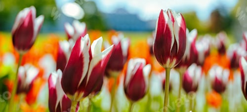 Preview: Beautiful Flowers White And Red Tulips In A Garden Or Park. The Buds Are Bulbous Plants. The