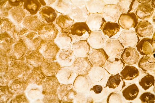 Preview: Honeycomb Filled With Honey - Details