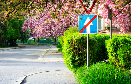Preview: Delicate Pink Flowers Of Blossomed Japanese Cherry Trees Over The Street Blurry Background