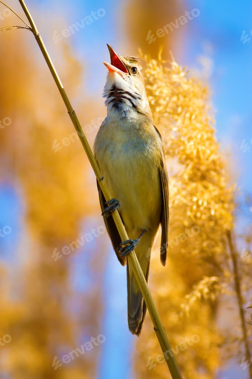 Preview: Bird Singing. Yellow Reeds And Blue Sky Background. Great Reed Warbler / Acrocephalus Arundinaceus