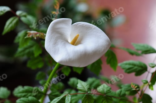 Preview: Blooming Calla Lily
