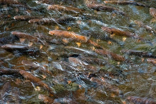 Preview: Lots Of Trout In Clear Water Of Wild Lake. Lovely Nature Background Close-Up. Clean Environment