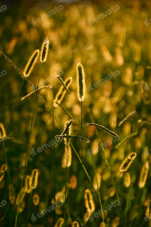 Preview: Yellow Foxtail (Setaria Glauca)