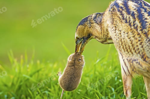 Preview: Bittern And Its Hunt. Green Nature Background. Bird: Eurasian Bittern. Botaurus Stellaris.