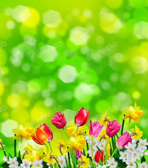 Preview: Spring Flowers Daffodils And Tulips