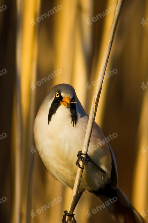 Preview: Funny, Bearded Bird. Nature Background.