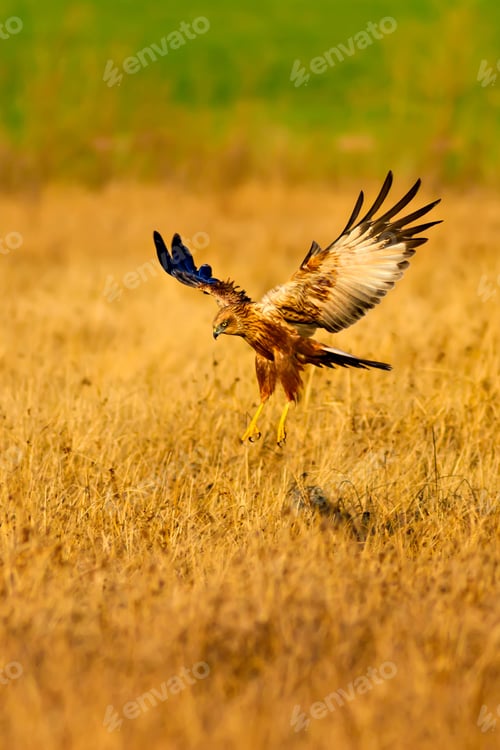 Preview: Flying Hawk. Yellow, Green Nature Background.