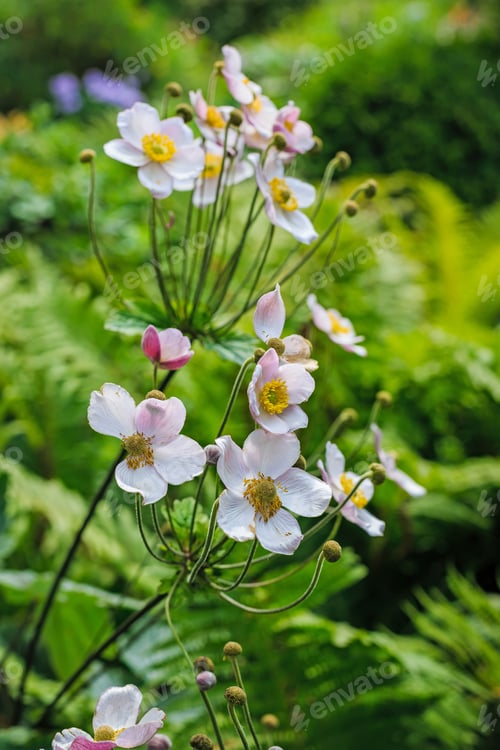 Preview: Anemone Japonica (Anemone Hupehensis Var. Japonica, Chinese Anemone, Japanese Anemone, Thimbleweed