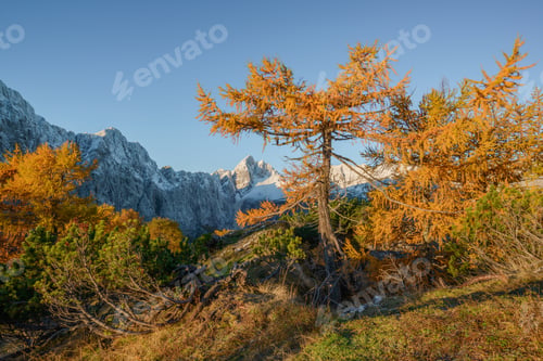 Preview: Beautiful Autumn Landscape In Julian Alps. Larches Are Glowing In The Early Morning.