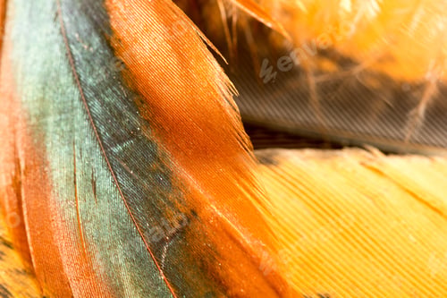 Preview: Colorful Rooster Feather With Details And Reflections