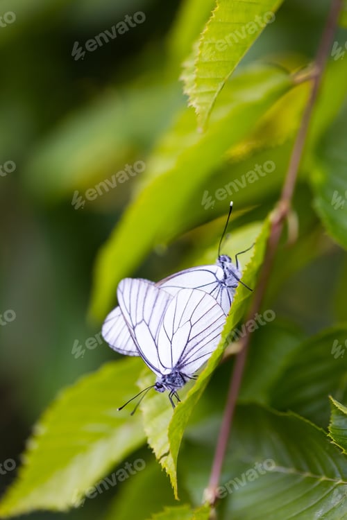 Preview: Beautiful Wild Colorful Butterflies Mating On Plant. Insect Macro.