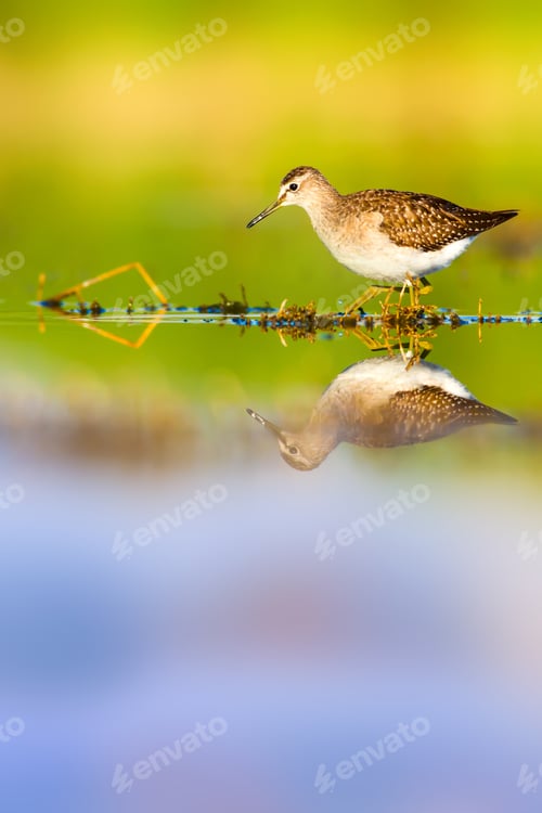 Preview: Cute Water Bird. Natural Background.