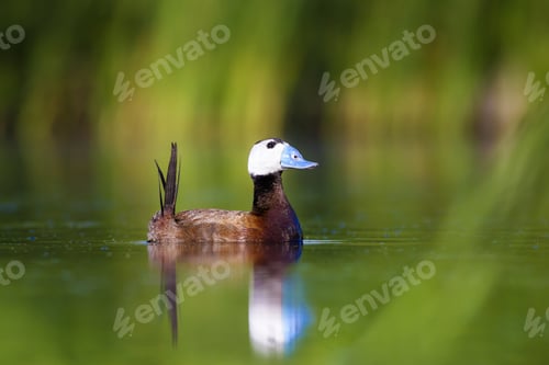 Preview: Swimming Cute Duck. Colorful Nature Background. Bird: White Headed Duck. Oxyura Leucocephala.