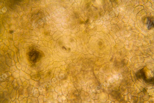 Preview: Onion Root Cells At The Microscope