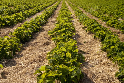 Preview: Strawberry Fields / Schleswig-Holstein / Germany