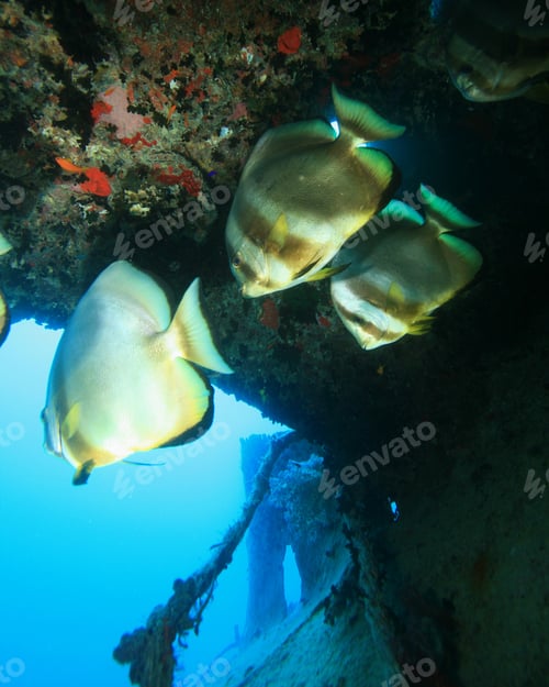 Preview: Longfin Spadefish (Platax Teira) On The Wrck Of Ss Thistlegorm