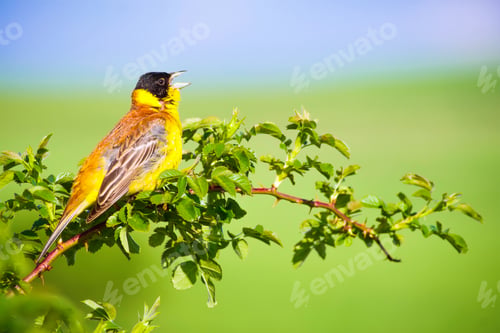 Preview: Cute Singing Bird. Green Nature Background. Bird On Green Branch. Black Headed Bunting