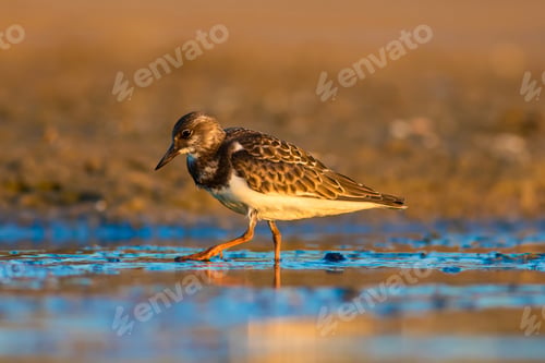 Preview: Water Bird Turnstone. Nature Background. Bird: Ruddy Turnstone. Arenaria Interpres