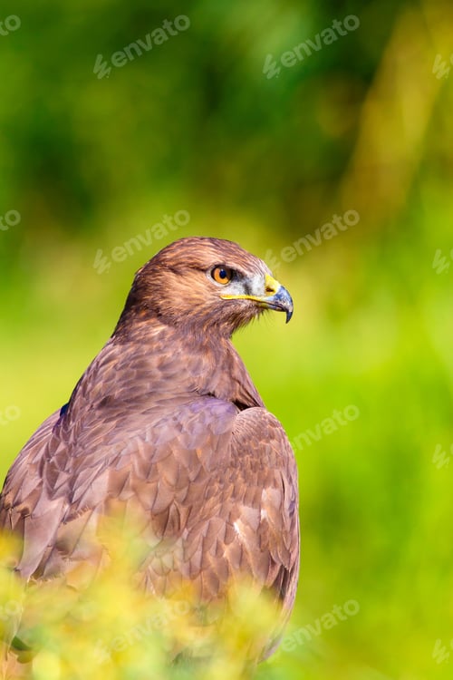 Preview: Bird Of Prey. Portrait Of Buzzard. Green Nature Background.
