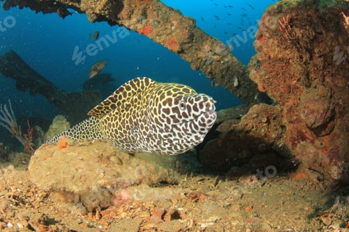 Preview: Honeycomb Moray Eel