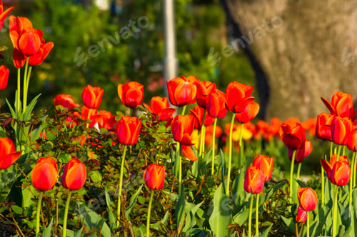 Preview: Colorful Tulips In Early Spring In The Garden