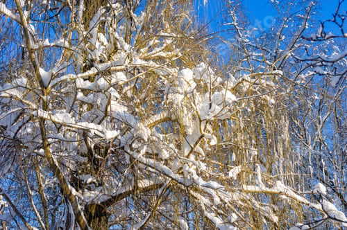 Preview: Winter Landscape - Snow And Icicles On Tree Branches Sparkle In The Rays Of The Bright Sun