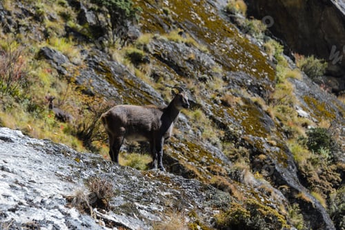 Vorschau: Wilder Moschushirsch in Nepal