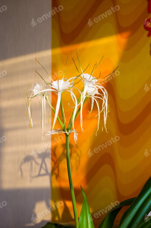 Preview: Caribbean Spider-Lily, Unique Style White Flower On Multicolored Background