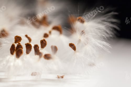 Preview: Abstract Composition With Dried Plants Seeds. Looks Like Dandelion Seeds