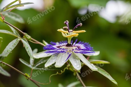 Preview: Passion Flower (Passiflora Incarnata) With Details