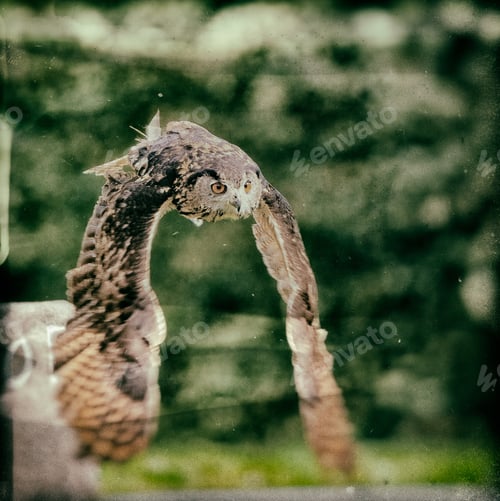 Preview: Vintage Style Image Of A Flying Bengal Eagle Owl