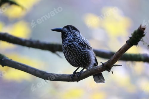 Preview: Spotted Nutcracker, Eurasian Nutcracker Black Forest Germany